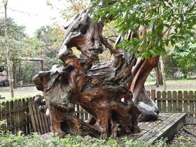 DSC_0104.JPG