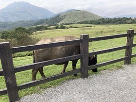 IMG_0229.JPG