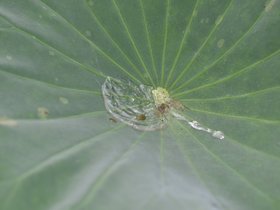 DSC_5676.JPG