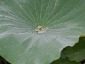 DSC_5679.JPG