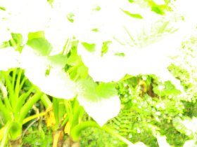 IMG_3518.JPG