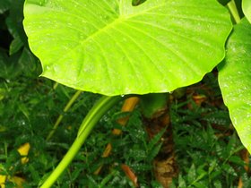 IMG_3524.JPG