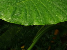 IMG_3525.JPG