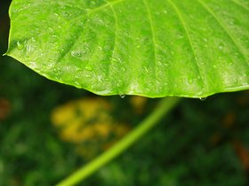 IMG_3526.JPG