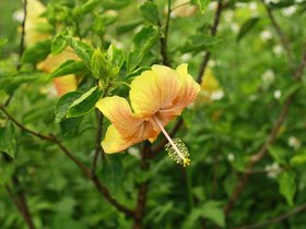 IMG_3533.JPG