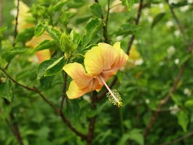 IMG_3534.JPG