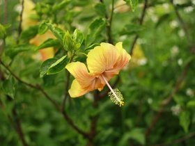 IMG_3535.JPG