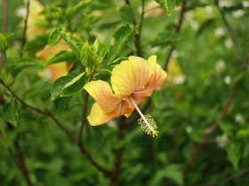 IMG_3536.JPG