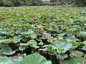 IMG_4380.JPG
