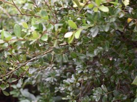 DSC_5156.JPG
