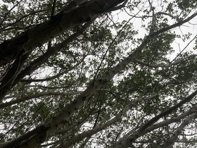 IMG_5248.JPG
