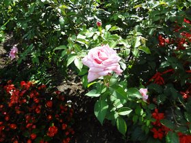 DSC02515.JPG