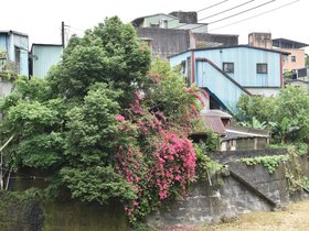 DSC_5342.JPG