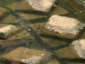 IMG_1109.JPG