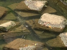 IMG_1111.JPG